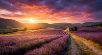 Lavender field rows at sunset with dramatic colorful sky and mountain landscape creating peaceful agricultural scenery for relaxation and nature themes.