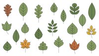 Collection of diverse leaf shapes in green, brown and orange colors isolated on white background for botanical design projects and nature graphics.