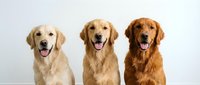 Three golden retriever dogs sitting together with happy expressions and tongues out against white background for pet photography and advertising.