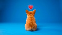 Orange tabby kitten sitting with back turned showing fluffy fur and red heart symbol above head on bright blue background for pet love concepts.