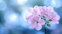 Delicate pink geranium flowers in bloom against soft blue bokeh background, creating dreamy spring garden atmosphere. Natural floral macro photography.