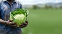 Farmer holding fresh green cabbage in agricultural field with blurred countryside background, suitable for farming, organic produce, and agriculture marketing.