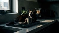 Tabby cat resting on kitchen counter next to ceramic mug and wooden utensil holder, sunlit window background, cozy home interior scene.