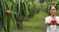 Senior Asian male farmer holding fresh dragon fruit in organic plantation field with blooming pink flowers and green foliage for agriculture and farming concepts.