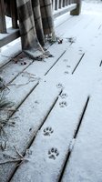 Animal paw prints trail across snow-covered wooden deck boards beside frost-laden tree trunks and dried vegetation, capturing winter wildlife activity and seasonal outdoor scenes.