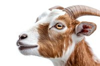 Brown and white goat head in profile view against white background, showing detailed facial features, horns, and expressive amber eye. Isolated farm animal portrait.