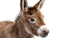 Close up portrait of young brown miniature donkey foal with white muzzle and blue eye against white background, isolated for design use.