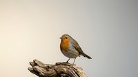 Small robin bird with orange breast perched on weathered driftwood branch against neutral background for nature and wildlife designs.