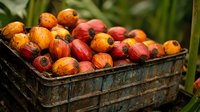 Fresh harvested red and orange palm oil fruits in rustic wooden crate, agricultural produce from tropical plantation, raw organic ingredients.