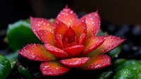 Vibrant red succulent plant with water droplets on petals against dark background, macro photography showing detailed texture of echeveria rosette formation.