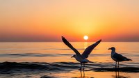 Seagulls silhouetted against golden sunset over calm ocean waves, peaceful coastal scene with birds on wet sand reflecting warm orange and yellow sky colors.