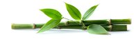 Fresh green bamboo stem with nodes and vibrant leaves isolated on white background, natural zen element for spa and wellness designs.