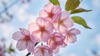 Pink cherry blossom flowers blooming on tree branch against blue sky background. Spring sakura petals with green leaves for seasonal nature photography.