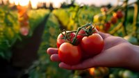 Fresh ripe red tomatoes on vine held in palm against blurred garden background with warm sunset light, showcasing organic farming and harvest season.