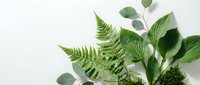Fresh green botanical arrangement with fern fronds and eucalyptus leaves on white background for natural design projects and organic branding materials.