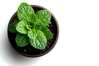 Fresh mint plant growing in brown ceramic pot viewed from above on white background, showing detailed leaf texture and vibrant green color. Isolated with copy space.
