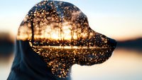 Double exposure silhouette of dog head combined with sunset lake landscape and glowing bokeh lights creating dreamy atmospheric nature scene.