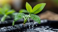 Young green seedling with water droplets growing from dark soil, symbolizing growth, renewal, and environmental sustainability.