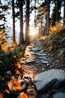 Sunlight breaks through forest trees illuminating autumn hiking trail with golden light and fallen leaves, creating serene woodland atmosphere.