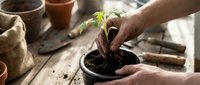 Hands gently planting green seedling in terracotta pot with gardening tools and soil on rustic wooden table for spring cultivation and growth.