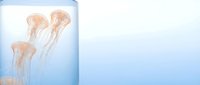 Translucent jellyfish floating gracefully in serene blue ocean water with soft lighting creating peaceful underwater marine atmosphere for relaxation content.