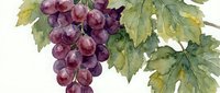 Watercolor grape cluster with vine leaves isolated on white background for wine labels, kitchen decor and botanical illustrations.