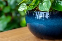 Glazed ceramic blue pot with gradient effect holding philodendron plant on wooden surface, selective focus on pottery texture and glossy finish.
