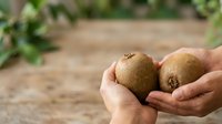 Farmer holding fresh kiwi fruits in hands outdoors. Harvest time agriculture concept for farming, food production, organic produce marketing, and agricultural business use.