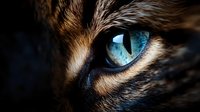 Extreme close-up of feline blue eye with detailed iris pattern, brown and black fur surrounding. Dramatic lighting creates mysterious mood for nature photography.
