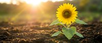 Single sunflower growing from rich soil with warm golden sunlight creating bokeh effect in agricultural field during sunset hour.