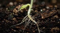 Young green seedling sprouting from rich dark soil with visible roots and seed shell, symbolizing new life, growth and natural development in organic gardening.