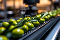 Fresh green limes on conveyor belt at food processing facility with selective focus and bokeh lights in background, industrial sorting line.
