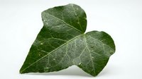 Fresh green ivy leaves with water droplets isolated on white background, suitable for botanical designs, wellness packaging, and natural product branding.