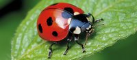 Red ladybug with black spots crawling on fresh green leaf in macro photography. Natural garden pest control and beneficial insect concept.
