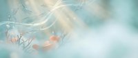 Delicate jellyfish with flowing tentacles drift through soft blue ocean water, creating a serene underwater scene for marine life and aquatic design projects.