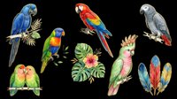Colorful tropical parrots clipart set isolated on transparent background, featuring macaw, cockatoo, lovebirds, and feathers, ready for t-shirt design, stickers, and print on demand.