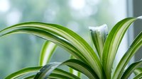 Green spider plant leaves with white stripes in soft natural light by window, houseplant foliage for home decor and indoor gardening concepts.