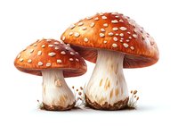 Red and white spotted mushrooms amanita muscaria growing in grass on white background, botanical illustration for nature and wildlife designs.