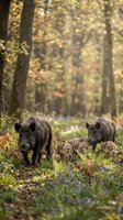 Wild boar family with piglets foraging in autumn forest, mother and father protecting young offspring in natural woodland habitat during fall season.