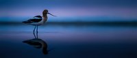 American Avocet wading bird standing in calm blue water with perfect reflection during twilight hour creating serene nature scene for wildlife photography.