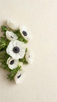 White anemone flowers with dark centers arranged on a textured beige background, copy space for wedding or spring design.