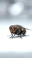 Macro shot of a fly with prominent compound eyes and detailed body texture isolated on white background, suitable for educational and design projects.