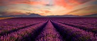 Endless rows of blooming lavender stretch toward distant mountains under a dramatic sunset sky with pink and orange clouds creating a serene agricultural landscape.