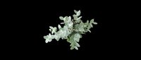 Eucalyptus branch with silvery-green leaves isolated on transparent background, ready for t-shirt designs, clipart, stickers, sublimation, and print-on-demand projects.