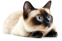Siamese cat with striking blue eyes lying down on white background, isolated portrait showing characteristic seal point coloring and alert expression.