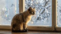 Brown tabby cat sitting on windowsill looking outside at snowy winter landscape through frosted glass window pane indoors.