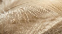 Soft golden feather macro with delicate barbs and fine texture details creating elegant natural background for luxury design projects.