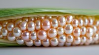 Fresh corn cob with pearly white and pink kernels partially wrapped in green husk, showcasing natural agricultural produce.