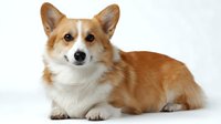 Pembroke Welsh Corgi dog lying down on white background, showing characteristic red and white coat coloring and pointed ears. Isolated studio portrait.