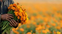 Person holding fresh orange marigold flowers in field during harvest season. Suitable for agriculture, gardening, farming, and floral business marketing materials.